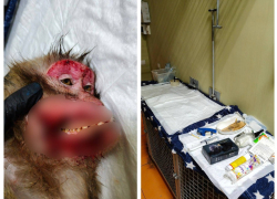 В донском парке «Малинки» произошла драка между взрослыми макаками до крови