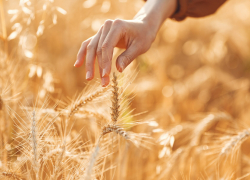Россельхознадзор выявил 133 недостоверные декларации о качестве зерна в Ростовской области в июне 
