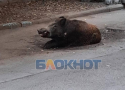 В Ростове поймали последнего разгуливающего по городу кабана