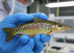 Ростовские ученые исследовали безопасность рыбы из Азовского моря