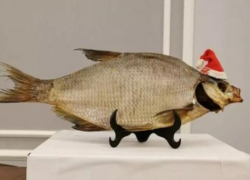 Ростовское отделение ЛДПР определило победителей политической антипремии «Донской лещ»