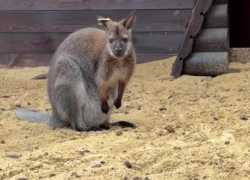 У кенгуру из парка «Лога» появился малыш