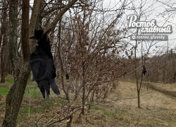 Жителей Ростова напугали висящие на деревьях у Цыганского озера мертвые птицы