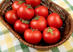 В Ростовской области урожай помидоров серьезно пострадал из-за моли
