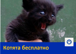 Отдам котят в добрые руки