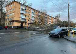 Упавшее массивное дерево перекрыло движение на проспекте Ленина в Ростове