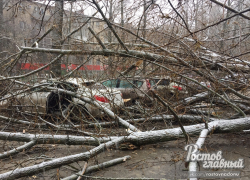 Рухнувшее в Ростове дерево разбило пять машин