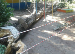 Убийственно большое дерево рухнуло в детском саду Ростова-на-Дону