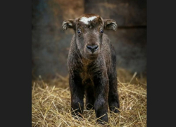 Такин мишми родился в Ростовском-на-Дону зоопарке  