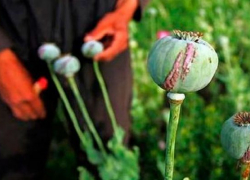 За  хранение мака на жителя Ростовской области завели дело 