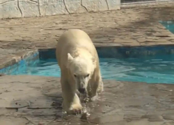Белому медвежонку Айке из ростовского зоопарка исполнилось девять месяцев