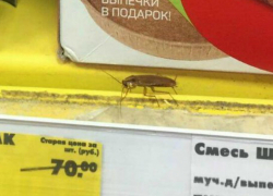 Усатый рыжий таракан «проверял на свежесть» товары со скидками в «Пятерочке» Ростова