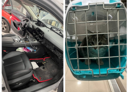 Для спасения котенка пришлось разобрать автомобиль в Ростове