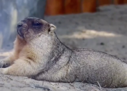 Байбаки из Ростовского зоопарка готовятся к спячке