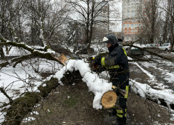 Названы районы Ростова, больше всех пострадавшие от упавших во время снегопада деревьев