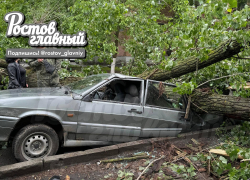 В Ростове дерево рухнуло на припаркованный ВАЗ-2115