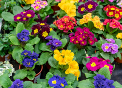 Не только однолетники: какую рассаду ростовчанам подготовить в середине зимы