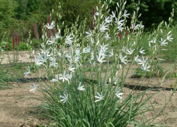 В Ростовской области можно встретить редкое растение, плодами которого питаются совята