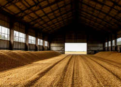 В Ростовской области обнаружили 220 тонн зараженного подсолнечника 