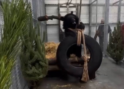 Мишку Машу с тяжелой судьбой доставили в Ростовскую область  