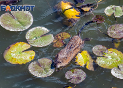 До +18 может потеплеть в Ростове на выходные