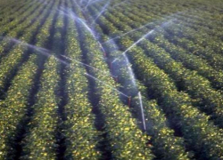 Ростовским аграриям выделили  9,6 млн. рублей  на полив риса