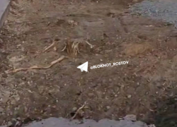 Борьба с деревьями: ростовчанин пожаловался на очередную вырубку