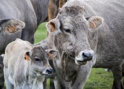 На ферме в Ростовской области коровы заболели бруцеллезом