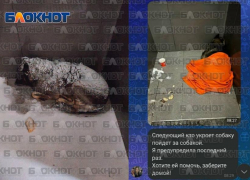 Уволенный из пиццерии курьер за спасение собаки от холода может оказаться в Ростовской области, и забрать любимца из приюта