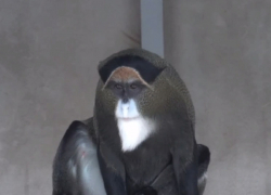 Борода обезьяны Бразза из Ростовского зоопарка признана самой роскошной среди приматов