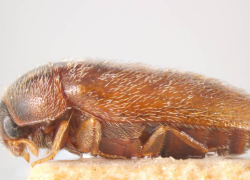 В Ростовской области ожидается нашествие капрового жука — ядовитого вредителя