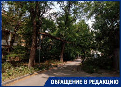 Жители Октябрьского района Ростова снова пожаловались на опасные деревья