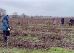 Полицейские накрыли схему незаконной миграции на сельхозугодьях в Аксайском районе