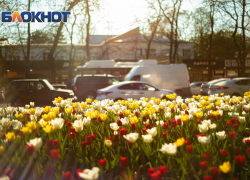 В Международный женский день в Ростове будет тепло и без осадков