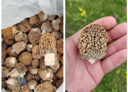 В грибах Ростовской области обнаружены опасные вещества, похожие на компоненты ракетного топлива