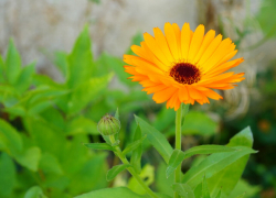 «Как вырастить красивые ноготки»: ростовчанам дали советы специалисты Россельхозцентра