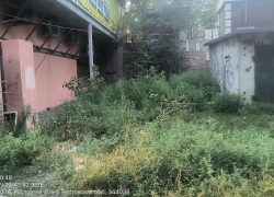 Ростовчане пожаловались на амброзию в разных районах города 