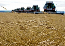 Более 160 льготных инвестиционных кредитов для предприятий АПК на Юге одобрил Сбербанк 