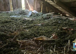 Выращивали сами: более 60 кг марихуаны полиция нашла дома у двух дончан