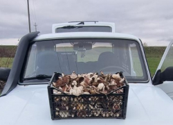 Грибник из Ростовской области похвастался удачной вылазкой за шампиньонами