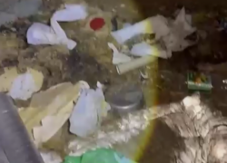 В Ростовской области в приюте для животных обнаружены мертвые и истощенные питомцы