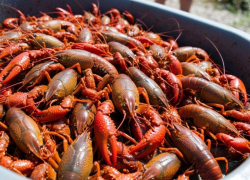 Донской рак как «Доширак»: в Ростовской области предложили продавать рака быстрого приготовления 