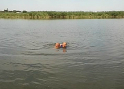 Коварный змей едва не утащил под воду молодого купальщика в Ростовской области