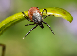 Больше пяти тысяч человек пострадали от укусов клещей в Ростовской области с начала года 