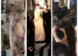 В Ростовской области живодер закрылся в квартире и выбрасывал из окна части кошек и собак