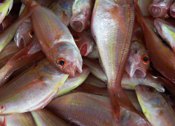 В Азовском море из-за жары погибла рыба