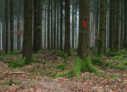 В Ростовской области введен карантин из-за мертвой лисицы