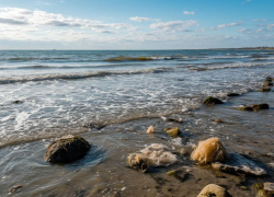 Ученый предложил кормить животных водорослями Азовского моря 