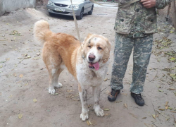 Нашлись хозяева собаки, которую пытались задавить ростовские полицейские