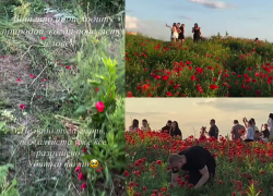 Маковое поле на Северном превратили в грязь ради эффектных видео